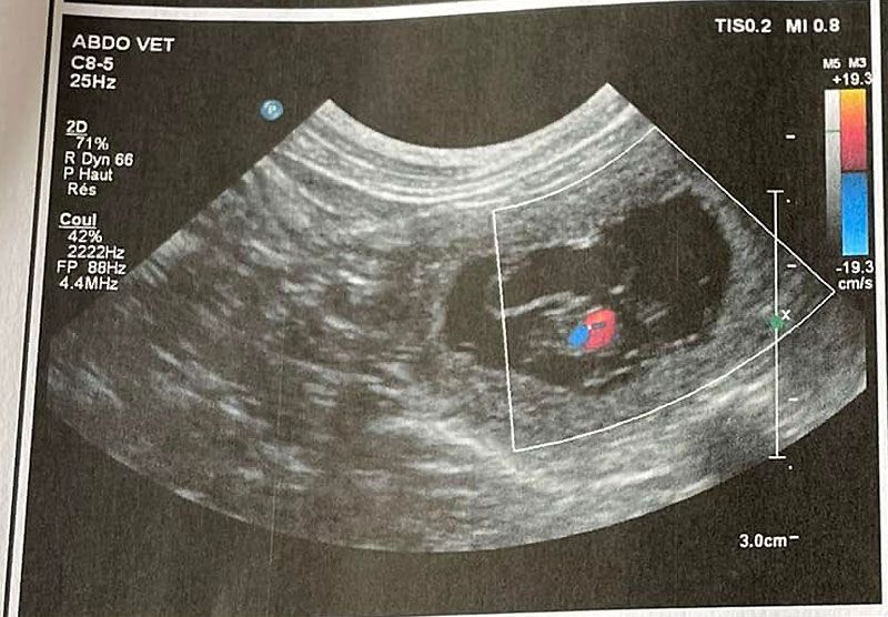 Des Etoiles De Joyenval - Confirmation de gestation