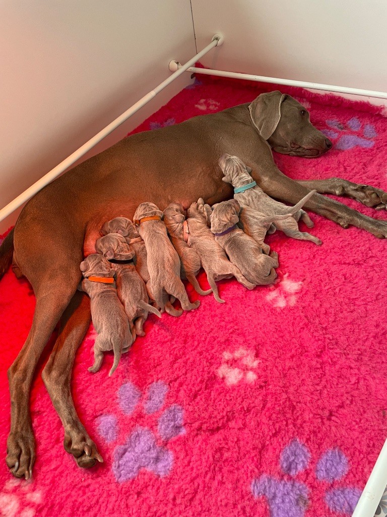 Naissance de 9 petits grisous