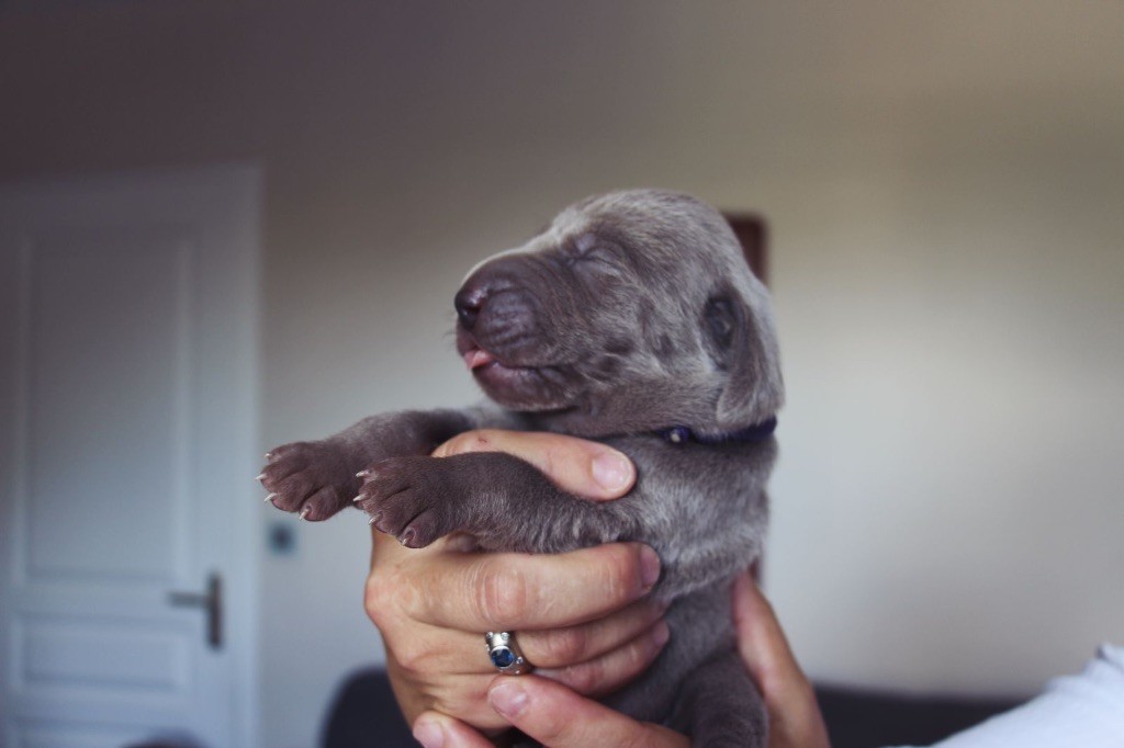 Des Etoiles De Joyenval - Chiots disponibles - Braque de Weimar