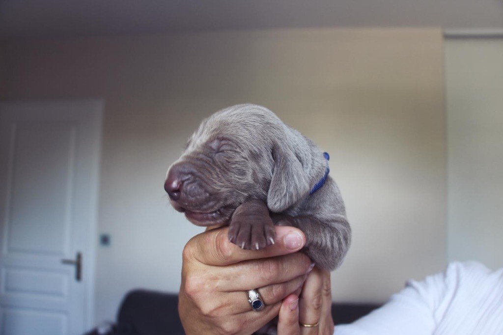 Des Etoiles De Joyenval - Chiots disponibles - Braque de Weimar