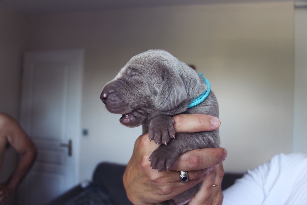 Des Etoiles De Joyenval - Chiots disponibles - Braque de Weimar