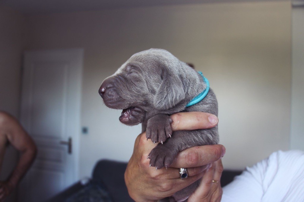 Des Etoiles De Joyenval - Chiots disponibles - Braque de Weimar