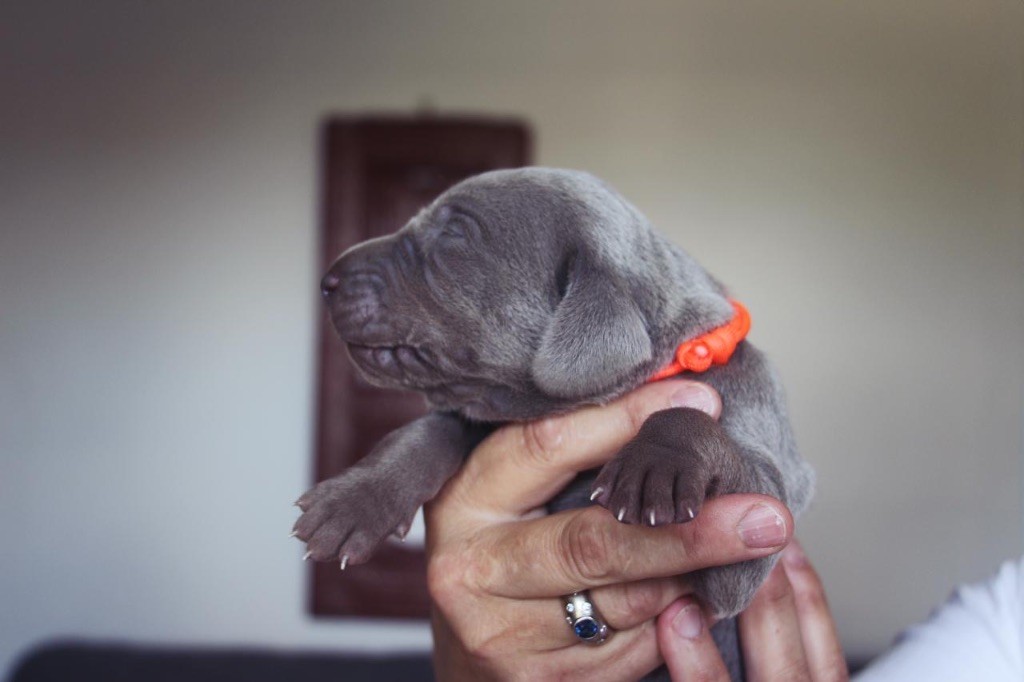 Des Etoiles De Joyenval - Chiots disponibles - Braque de Weimar