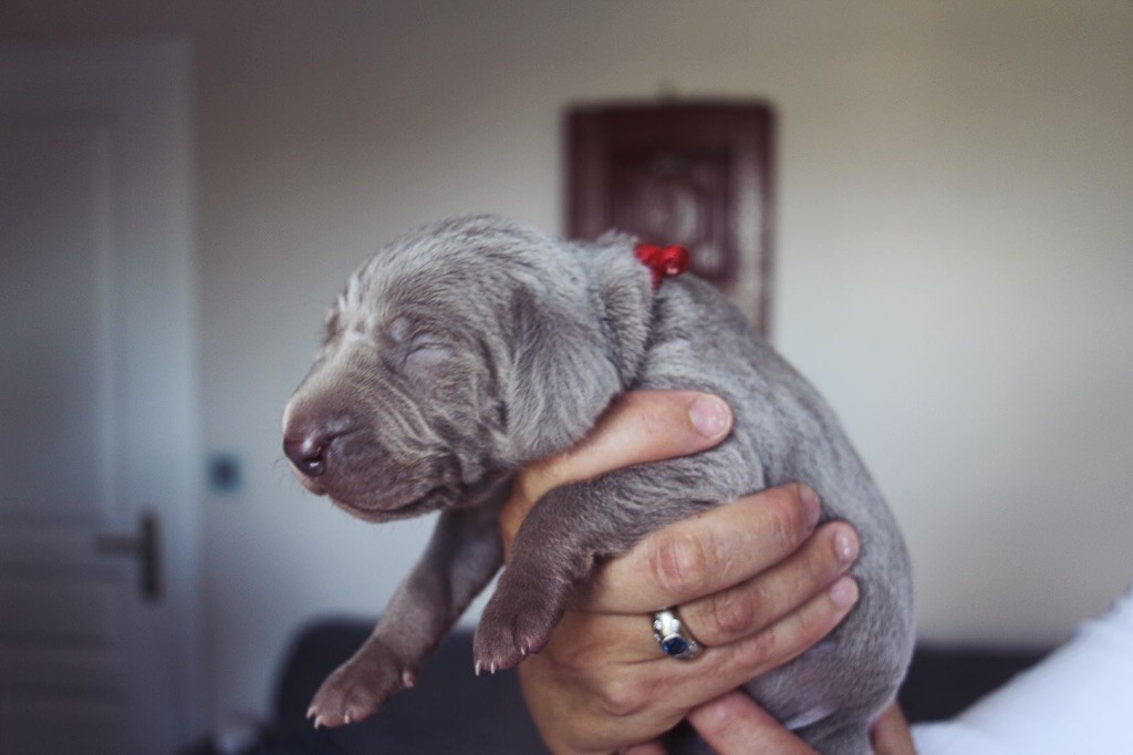 Des Etoiles De Joyenval - Chiots disponibles - Braque de Weimar